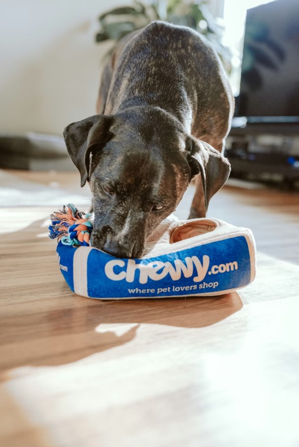 Examen vétérinaire professionnel